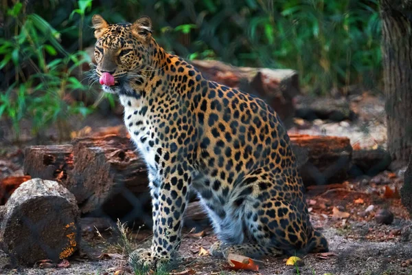 Leopardo Africano Sentado Perto Troncos Árvores Deserto — Fotografia de Stock