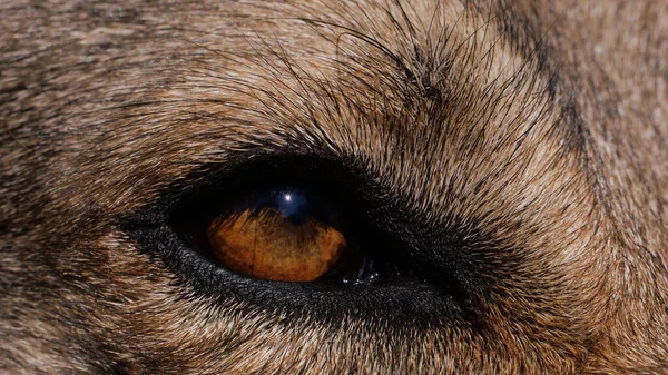 狼の茶色の目のマクロショット — ストック写真