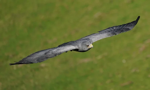 Een Prachtig Shot Van Een Valk Vliegend Een Groene Gras — Stockfoto