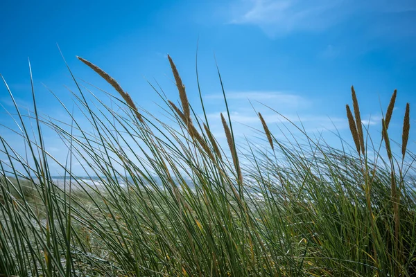 Een Prachtige Opname Van Het Groene Frisse Strand Gras Noordzee — Stockfoto