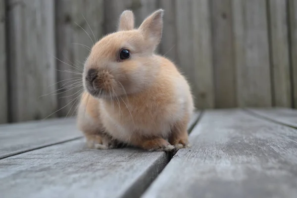 Close Shot Beige Rabbit Wooden Panels — Stock Photo, Image