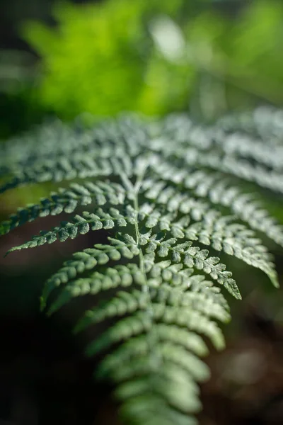 新鮮なシダの葉の垂直ショット — ストック写真