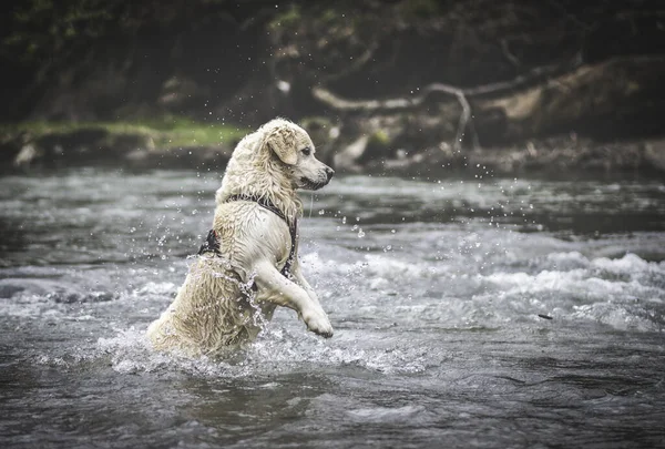 Active Retriever Dog Playing River — Stock Photo, Image