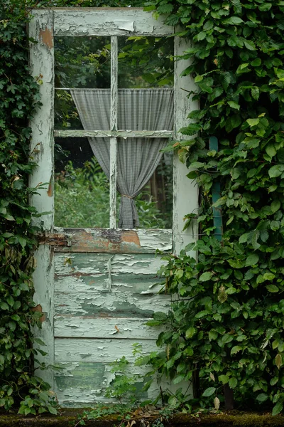 Вертикальний Знімок Старомодних Сільських Зелених Дверей Вирощених Таємницею Плюща — стокове фото