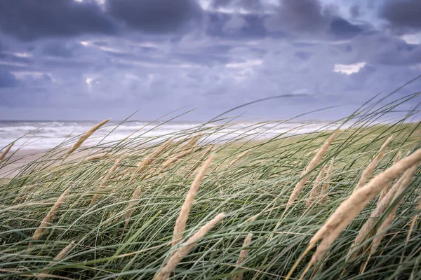 Beau Cliché Plage Herbe Sur Mer Nord Avec Soleil Sur — Photo