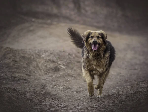 Perro Recuperador Corriendo Bosque —  Fotos de Stock