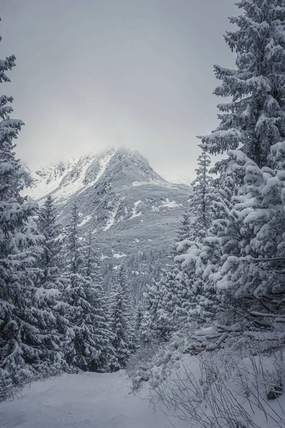 Uma Vista Hipnotizante Uma Floresta Nevada Abetos Alta Montanha Tatra — Fotografia de Stock