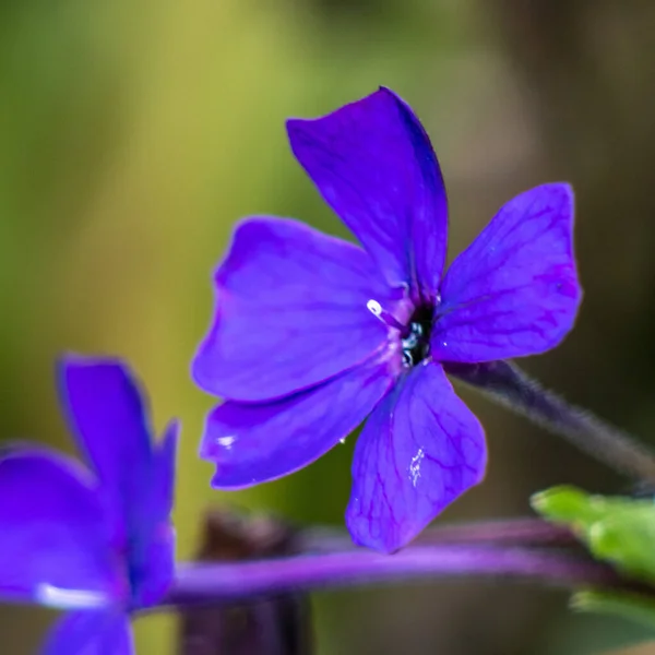 Selektywny Niebieski Flox Kwiat Ogrodzie — Zdjęcie stockowe