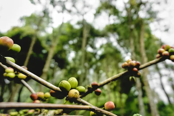 Drzewo Kawy Surową Zieloną Fasolą — Zdjęcie stockowe