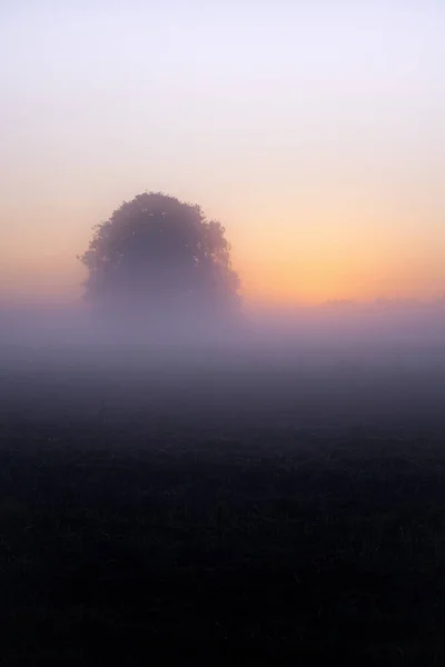 Mesmerizing View Lonely Tree Fog Early Morning Summer Sunrise — Fotografia de Stock
