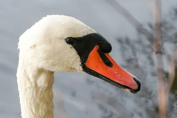 Close Cabeça Cisne Branco — Fotografia de Stock