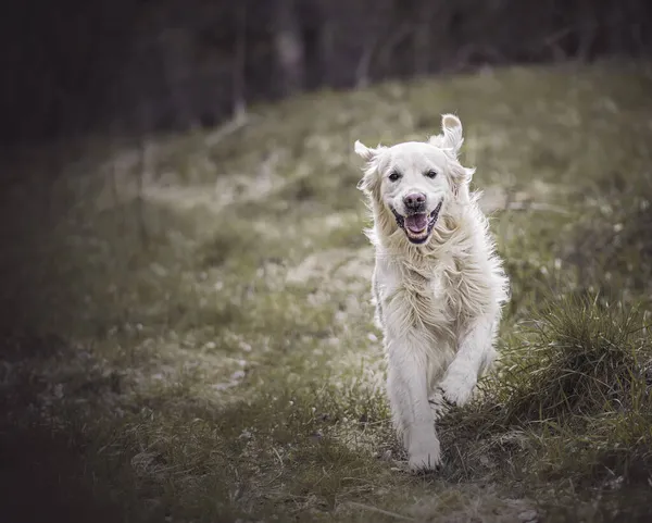 Perro Recuperador Corriendo Bosque — Foto de Stock