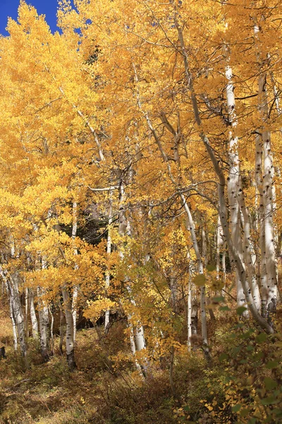 Colpo Verticale Bellissimi Alberi Aspen Con Foglie Dorate Autunno Colorado — Foto Stock