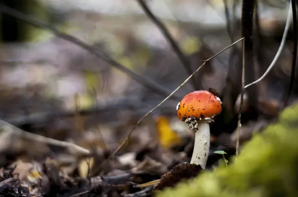 森の地面に生えているキノコのクローズアップショット — ストック写真
