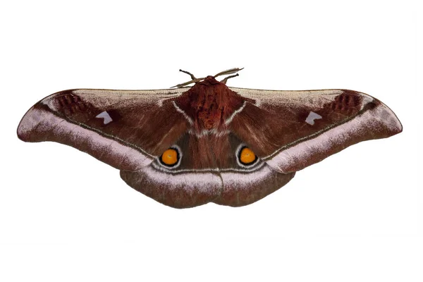 Brązowy Motyl Symetrycznymi Żółtymi Kółkami Obu Skrzydłach Białym Tłem — Zdjęcie stockowe