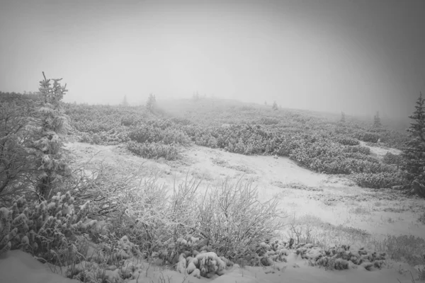 在波兰的背景下 一片由冷杉和高塔特拉山组成的雪地森林迷人的景象 — 图库照片
