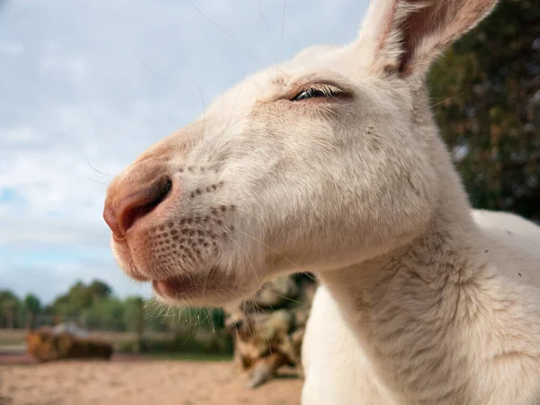 Retrato Canguru Branco Campo Sob Luz Solar Céu Nublado — Fotografia de Stock