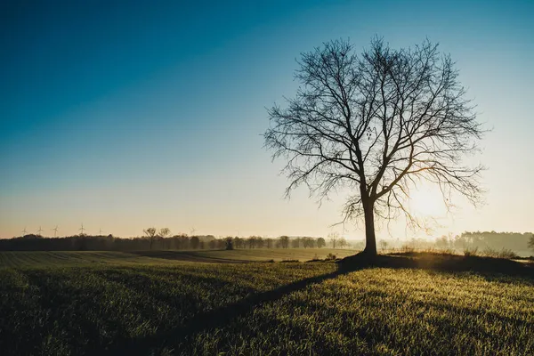 Beautiful View Green Forest High Leafless Tree Sunny Day — Stock Photo, Image