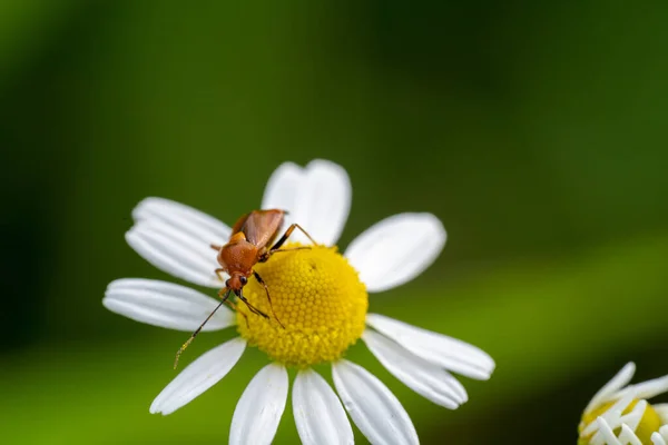 Ένα Κοντινό Πλάνο Ενός Μικρού Εντόμου Στο Λουλούδι Χαμομηλιού — Φωτογραφία Αρχείου