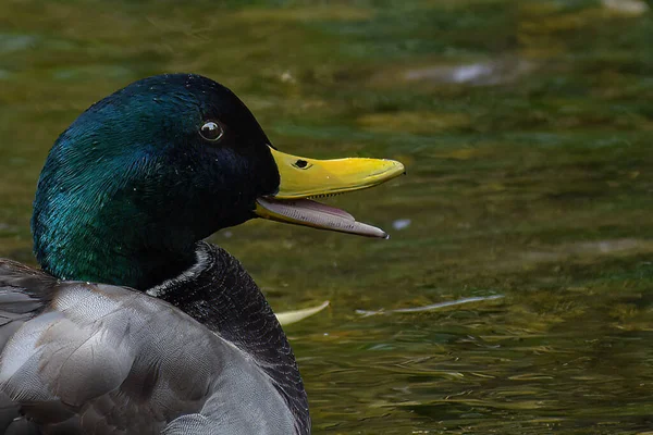 Primer Plano Mallard Macho Nadando Río —  Fotos de Stock