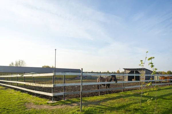 Pet Horse Paddock Farm Summer Day — Stok fotoğraf