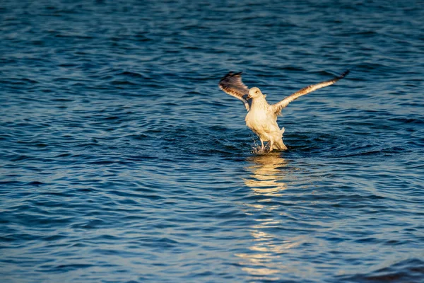 Seagull Hunts Prey Surface Sea — Stock Photo, Image