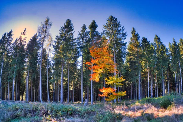 Una Hermosa Escena Forestal Otoño —  Fotos de Stock