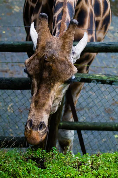 Close Uma Grande Cabeça Uma Girafa Marrom Passando Barreira Madeira — Fotografia de Stock