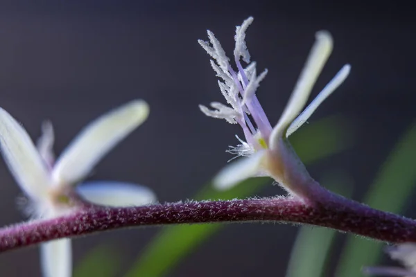 Селективный Снимок Цветущих Цветов Куссарии Альбесценов — стоковое фото