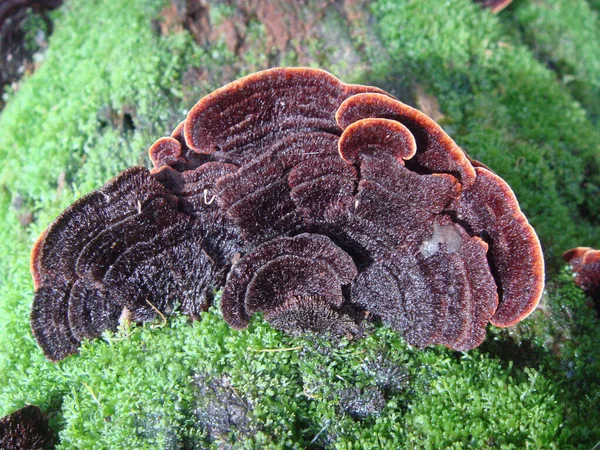 Top View Trichaptum Abietinum Soft Surface Tree Trunk Green Grass — Stock Photo, Image