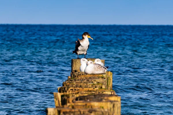 Seagulls Sea Daytime — Zdjęcie stockowe