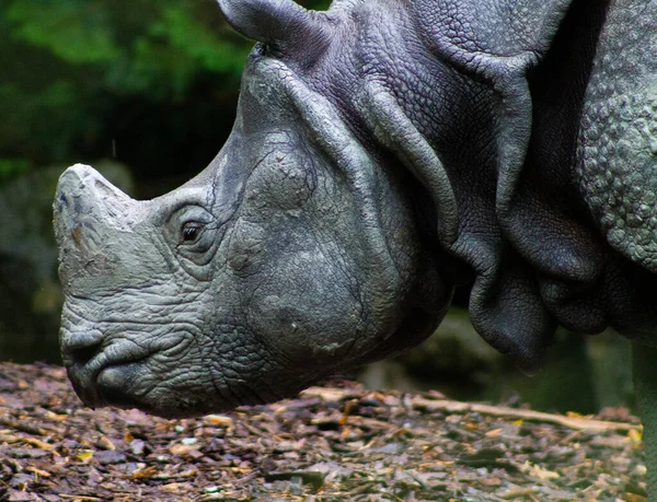 Primer Plano Gran Rinoceronte Negro Parque Zoológico — Foto de Stock