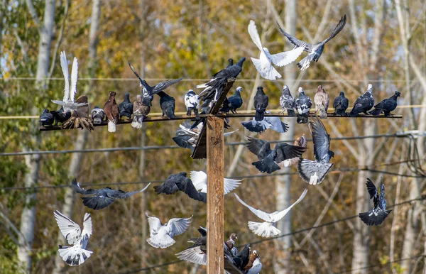 一大群五颜六色的装饰鸽子在陆地上 栖息在抽象的褐色背景上的木制栖木上 — 图库照片