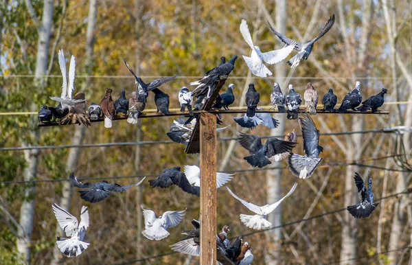 Gran Grupo Coloridas Palomas Decorativas Aterriza Sienta Una Percha Madera — Foto de Stock