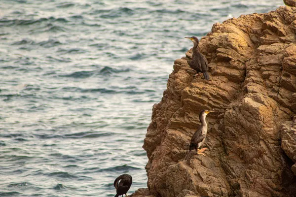 Beautiful View Seagulls Cliff Sea — Stock Photo, Image