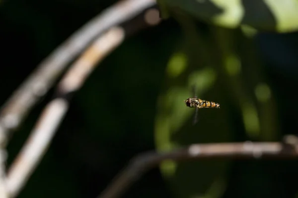 Uma Mosca Voando Parque Fundo Embaçado — Fotografia de Stock