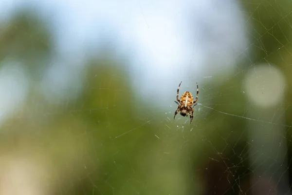 Foco Superficial Uma Aranha Com Uma Teia Luz Verde Embaçado — Fotografia de Stock