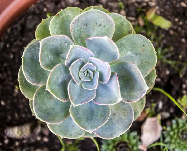 Μια Κορυφαία Άποψη Του Φυτού Echeveria Succulent Που Αναπτύσσεται Στην — Φωτογραφία Αρχείου