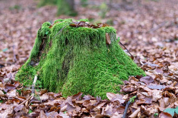 Plan Rapproché Tronc Arbre Couvert Mousse Parmi Les Feuilles Automne — Photo