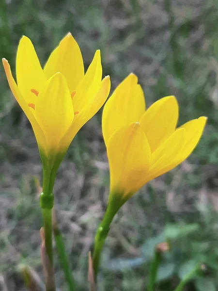 Beautiful Yellow Sternbergia Lutea Flowers Grown Garden — Stock Photo, Image