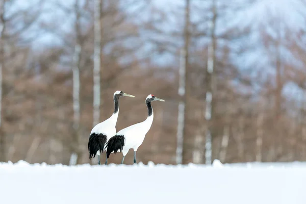 Deux Grues Couronne Rouge Dans Paysage Hivernal Enneigé — Photo