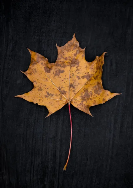 Vertical Closeup Yellow Maple Leaf Dark Background — Foto de Stock