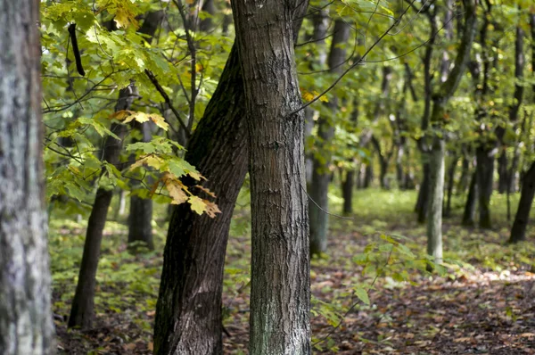 Detailní Záběr Stromů Velmi Blízko Sebe Lese — Stock fotografie