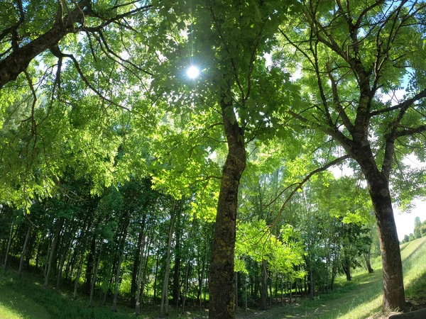 Лес Зелеными Деревьями — стоковое фото