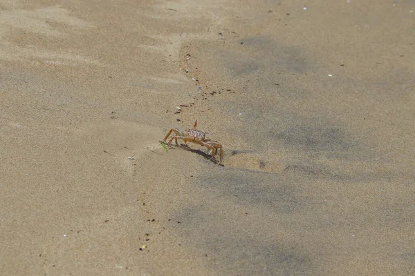 Cangrejo Una Playa Arena Soleada — Foto de Stock