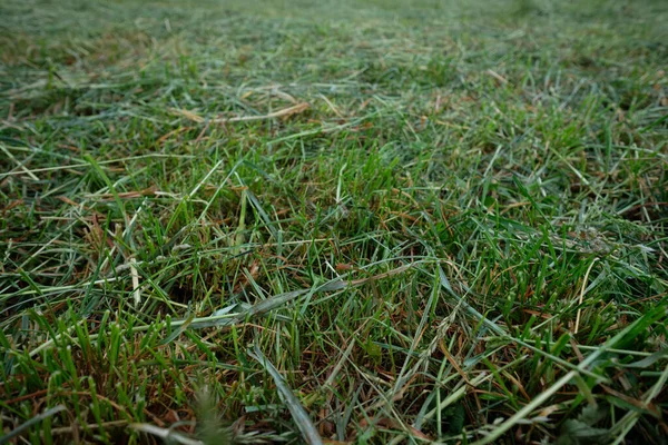 Primo Piano Del Campo Prato Erba Verde Alla Luce Del — Foto Stock