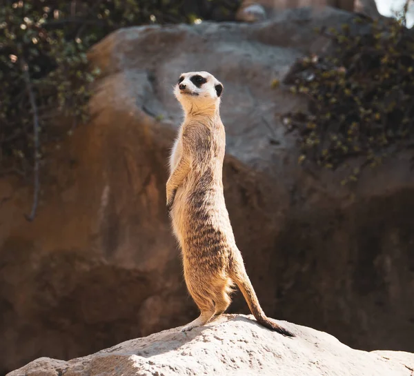 一个可爱的Meerkat站在石头上的照片 — 图库照片