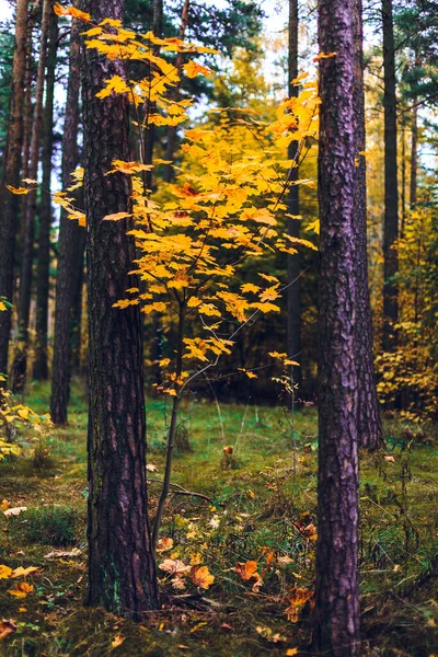 Beautiful Vibrant Orange Trees Park Autumn Klaipeda Lithuania — Stockfoto