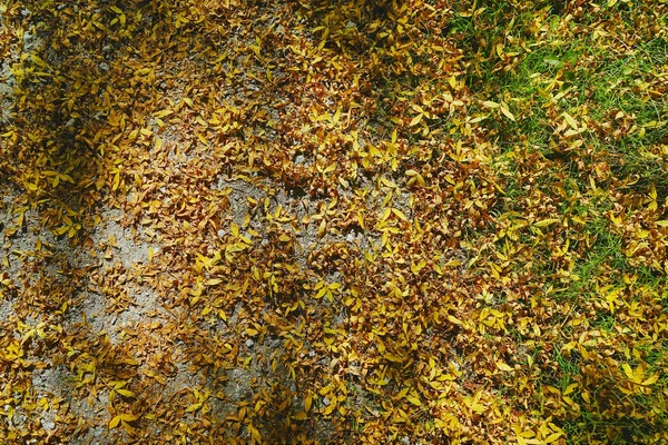 Horní Pohled Suché Listy Zemi Smíchané Půdou — Stock fotografie