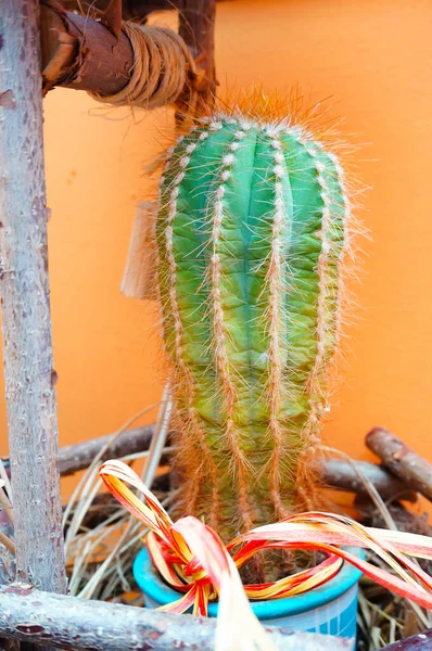 Vertical Shot Cactus Plant — Stock Photo, Image